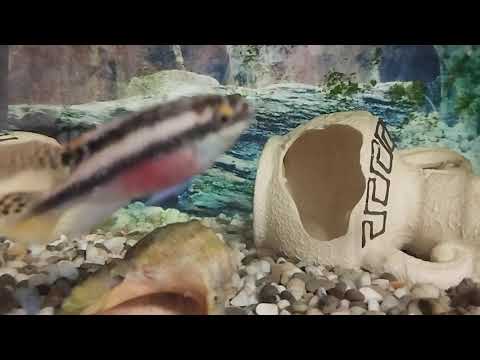 Видео: Краткое содержание прошлого видео 