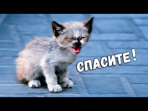 Видео: Спасение животных - 10 шокирующих историй, которые вас удивят / SANI vlog