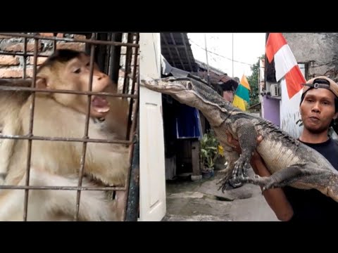 Видео: ЭТО ОЧЕНЬ ОПАСНО!!! БРУТАЯ ОБЕЗЬЯНА С КРОХВОСТОМ