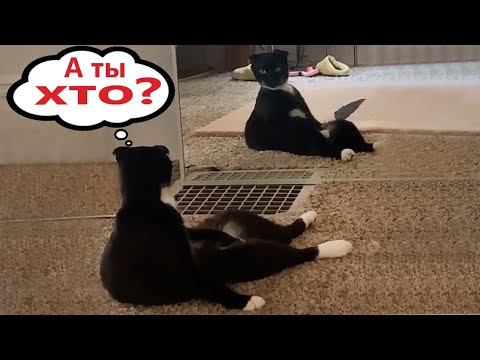 Видео: Приколы с котами! С ОЗВУЧКОЙ! Смешные коты - Самые смешные животные #139