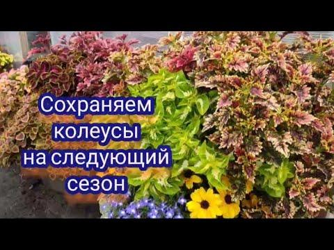 Видео: Колеусы. Самый простой способ черенкования для зимнего сохранения.