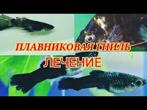 Видео: Плавниковая гниль. Псевдомоноз. Лечение.