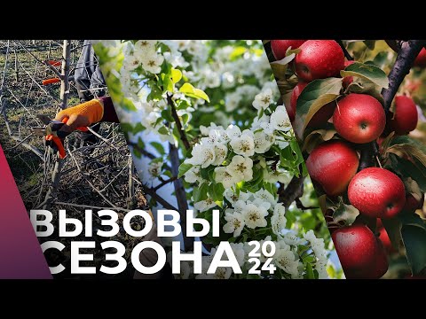 Видео: Как вырастить яблоки мечты: 7 этапов успешного садоводства