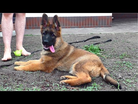 Видео: УКУСИТЬ? Всегда готов! Грей - ЩЕНОК Немецкой Овчарки зонарного окраса 3 месяца.