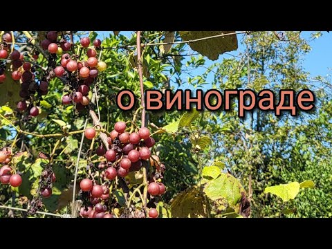 Видео: Дом в Грузии. Часть 16. Виноград