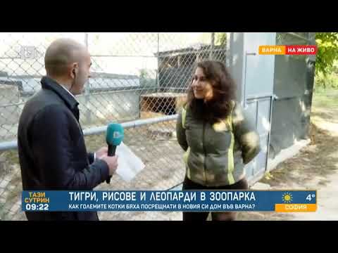 Видео: Тази сутрин: Тигри, рисове и леопарди в зоопарка във Варна