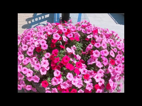 Видео: ГОТОВИМСЯ К ЗИМЕ.КАК РАССЧИТАТЬ КОЛИЧЕСТВО ЧЕРЕНКОВ АМПЕЛЬНЫХ ПЕТУНИЙ?ЧАСТЬ 2