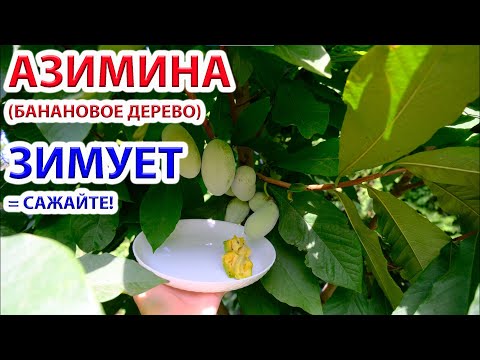 Видео: Азимина - банановое дерево растет, зимует и плодоносит