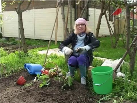 Видео: Лучки пучки.  Серия 144.  Высадка рассады томатов в открытый грунт.