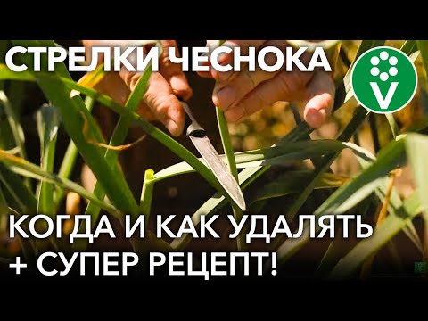 Видео: НЕ ВЫЛАМЫВАЙТЕ СТРЕЛКИ У ЧЕСНОКА, пока не посмотрите это видео! Супер-рецепт из чесночных стрелок