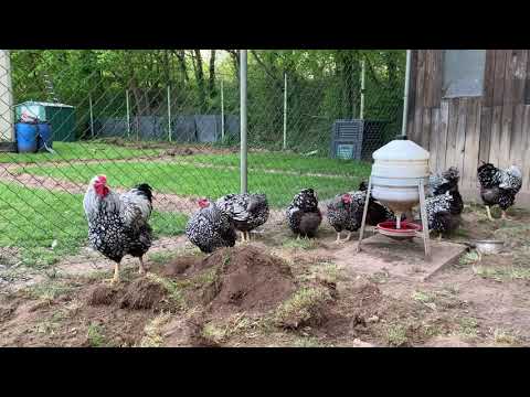 Видео: Куры породы Виандот