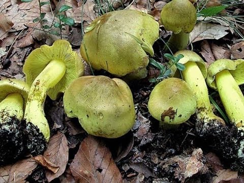 Видео: Сбор осенних маслят и зеленушек) Копаем грибы !!