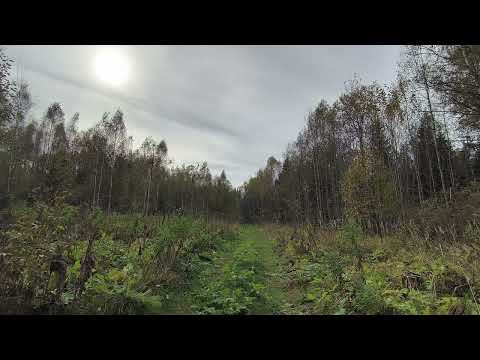 Видео: Осенний лес. ч.4. Октябрь 2025