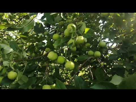 Видео: Абрикосы в Сибири. Алтайский абрикос.