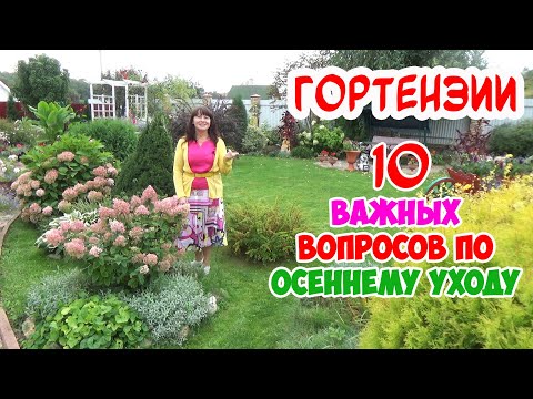 Видео: 10 ВАЖНЫХ ВОПРОСОВ по УХОДУ за ГОРТЕНЗИЕЙ ОСЕНЬЮ: Полив Подкормки Мульчирование Обрезка Пересадка...