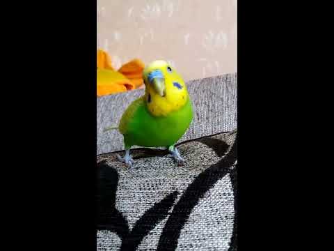Видео: Попугайчик соскучился//Красивый волнистый попугай Тоша//Птицы
