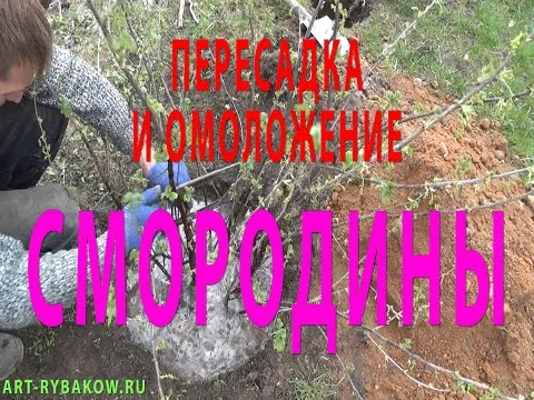 Видео: Смородина. ПЕРЕСАДКА И ОМОЛОЖЕНИЕ СМОРОДИНЫ.