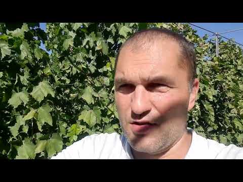Видео: Работа с виноградом после снятия урожая. Саженцы винограда - Вотсап 89283739860