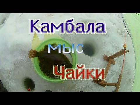 Видео: Ловля камбалы, Тавричанка мыс Чайки . Зимняя рыбалка .