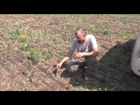 Видео: По технологии No-Till