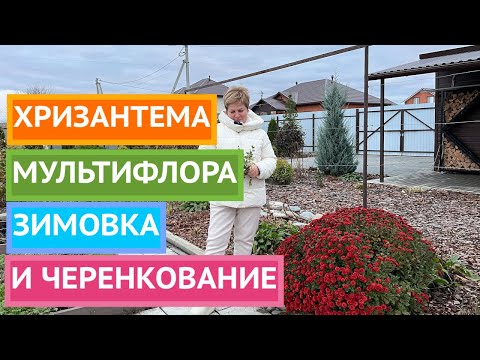 Видео: ВСЕ О ХРИЗАНТЕМЕ МУЛЬТИФЛОРЕ ОСЕНЬЮ И ЗИМОЙ!