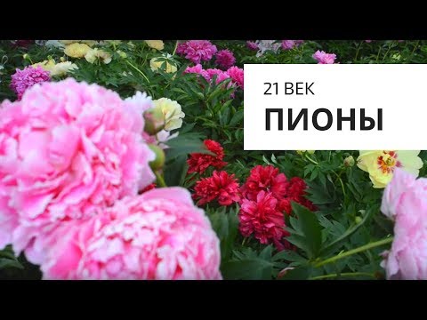 Видео: Пионы 21 века! Это надо видеть!