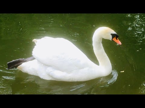 Видео: 🌹2798🌹  В парке ,в гостях у лебедей 🦢🦢#птицы#природа#август 2025