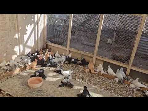 Видео: Голуби Володи Пиппер.Германия. 07.09.2025г.