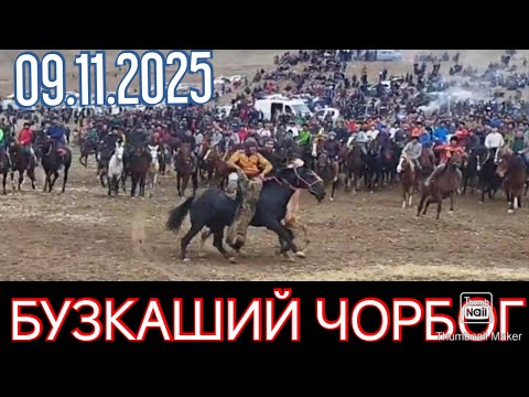 Видео: БУЗКАШИЙ ЧОРБОГ 9.11.2025