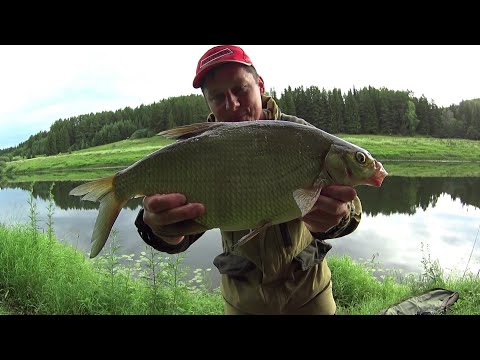 Видео: КЛЮЮТ РЫБИНЫ МОНСТРЫ!ДОНКИ ГНЕТ ОТ ПОКЛЕВКИ!ЛОВЛЯ ЛЕЩА НА ДОНКИ!РЫБАЛКА НА ЛЕЩА НА РЕКЕ ЧЕПЦА!
