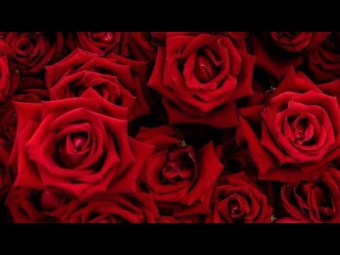 Видео: ❤️Откровен разговор с него❤️🍷Какво мисли за теб?Какво чувства към теб?🌹🌹Първа част❤️ 🌹(2част ⬇️⬇️⬇️)
