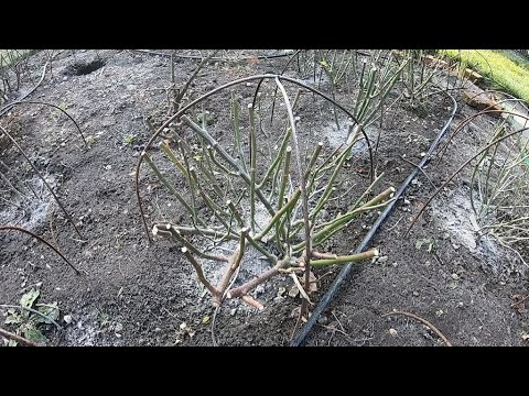 Видео: Завершающий этап зимнего укрытия роз  Эксперимент с мускусами