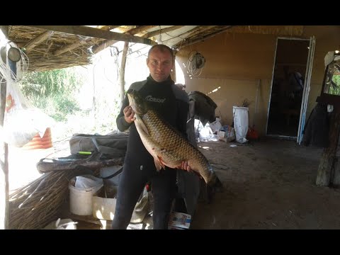 Видео: Супер рыбалка на Балхаше Амур сом змееголов