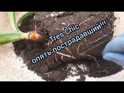 Видео: Срочный 😱 SOS!!! Недоглядела....😟