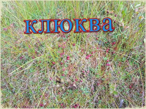 Видео: как растёт клюква на болоте