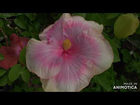Видео: гибискусы сортовые 1