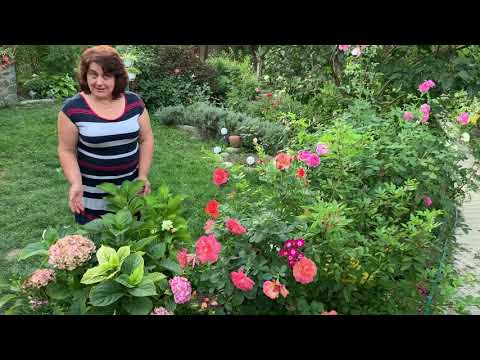 Видео: Очень важно!!!Разница ремонтантной и не ремонтантный ГОРТЕНЗИИ.
