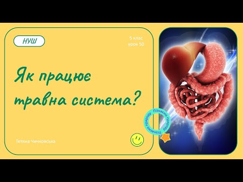 Видео: Як працює травна система?