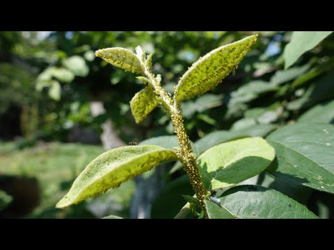 Видео: НАТУРАЛЬНОЕ СРЕДСТВО ОТ ТЛИ КОТОРОЕ РЕАЛЬНО РАБОТАЕТ! ОБРАБОТКА И РЕЗУЛЬТАТ ЧЕРЕЗ 24 ЧАСА!