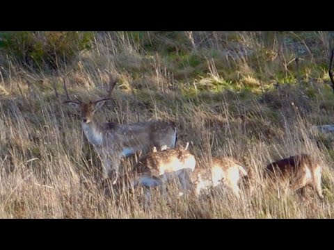Видео: Охота с луком на ланей и кабанов. (Охота с луком в Австралии)
