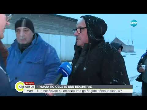 Видео: Животновъди от Велинград излязоха на протест