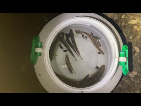 Видео: Успішне зарибнення струмковою фореллю безрибну річку 