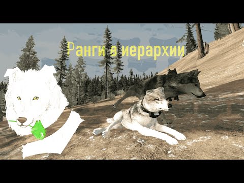 Видео: Иерархия в стае Sunny Age в WolfQuest Anniversary Edition №18