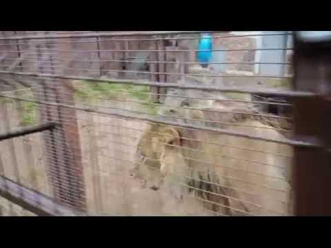 Видео: YJVN0428 Шархан 12 09 2025 Видео от Ивана1