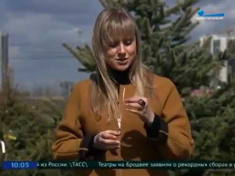 Видео: Про Вечнозеленые растения и не только