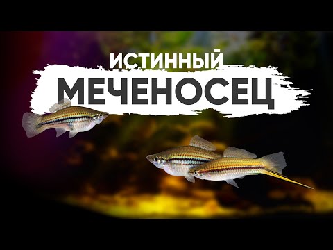 Видео: Самый настоящий меченосец