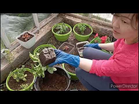 Видео: Чуть-чуть апреля). И.. огородный сезон торжественно начат!)). Как я обрезала петунью💐