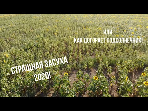 Видео: Как догорает Подсолнечник! Сильнейшая засуха 2020!