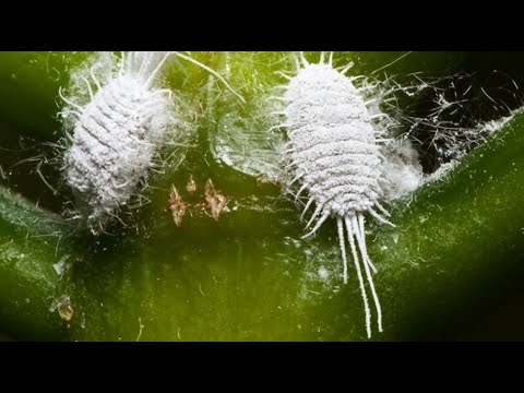 Видео: ⚠ Мучнистый червец на орхидее. Как избавиться?