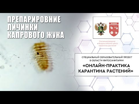Видео: Препарировние личинки капрового жука